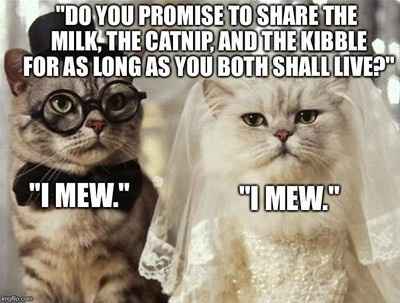 Just for laughs wedding memes and more - 14
