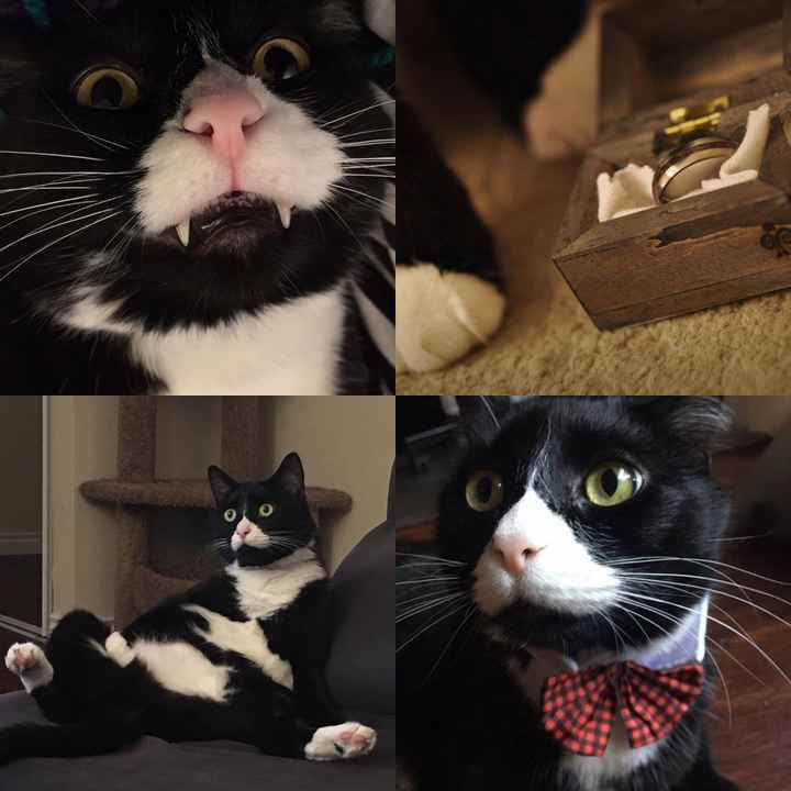 When did you and your SO get a pet together? - 1