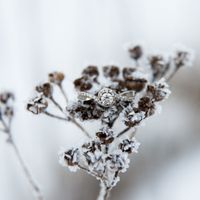 Brides of 2022 - Show Us Your Ring! - 1