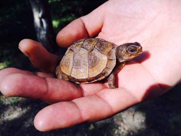 Toothless Tiny Turtle