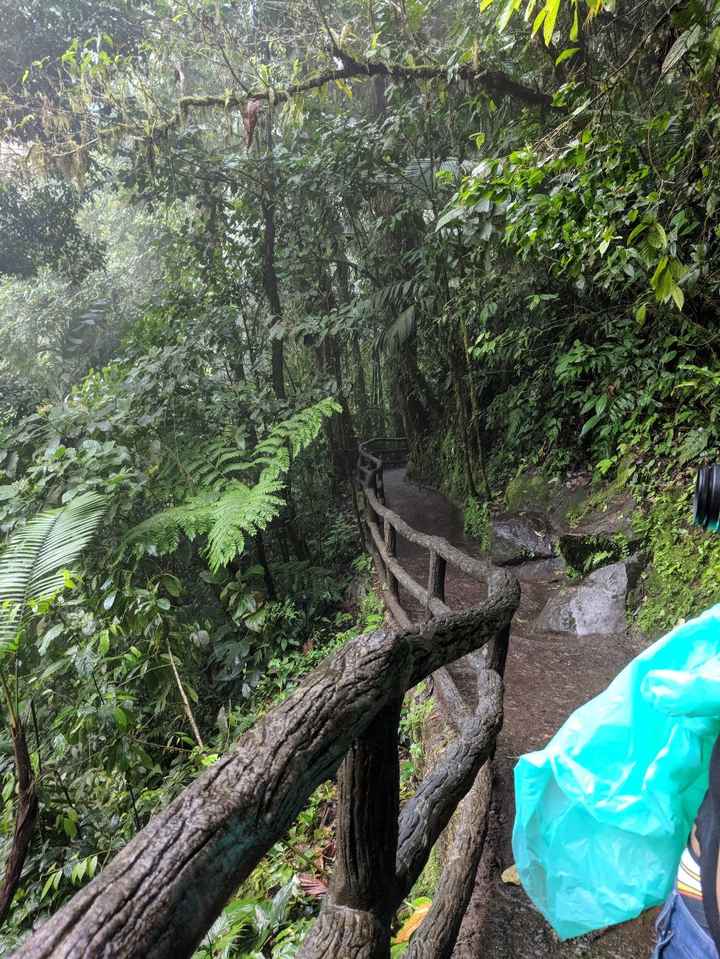 Trail through rainforest