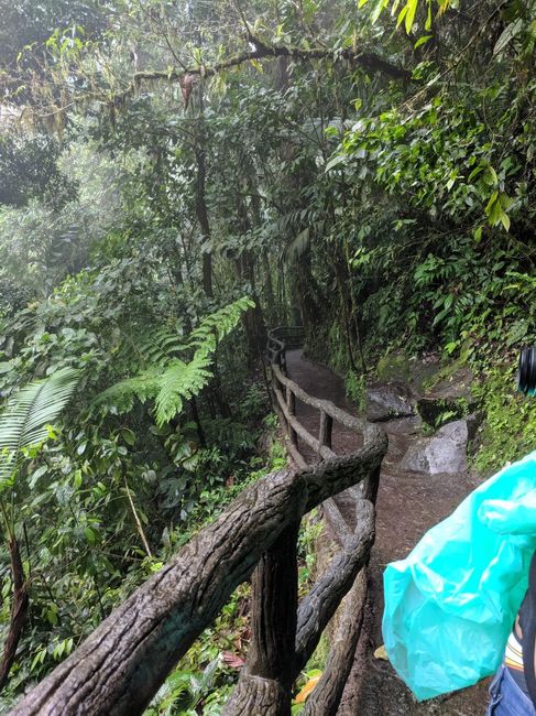 Trail through rainforest