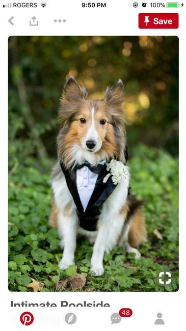 Tuxedo for my dog - 2