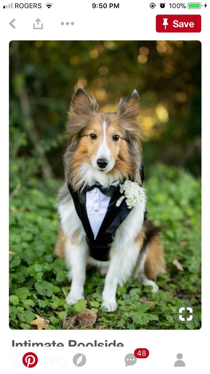  Tuxedo for my dog - 2