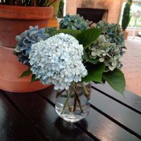 Blue Hydrangea 