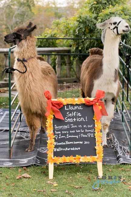 wedding reception entertainment llama selfie station