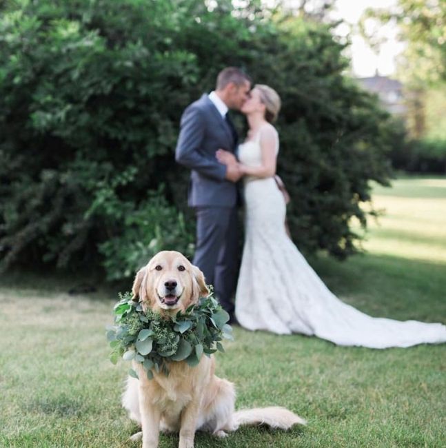 The Best Dog
