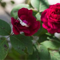 Brides of 2020!  Show us your ring!! - 1