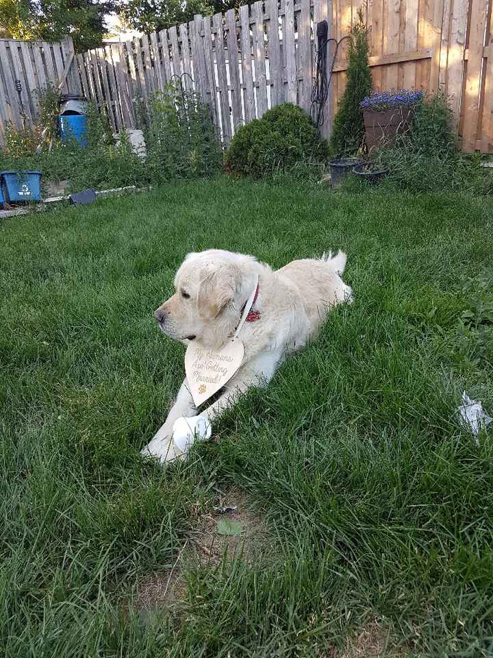 Pet inclusion? - 1