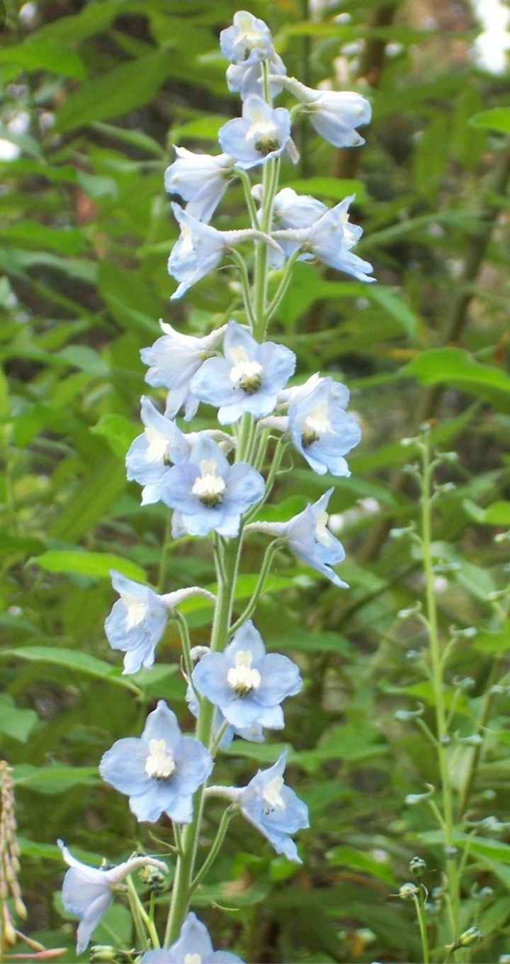 Flowers - 3