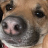 Ena