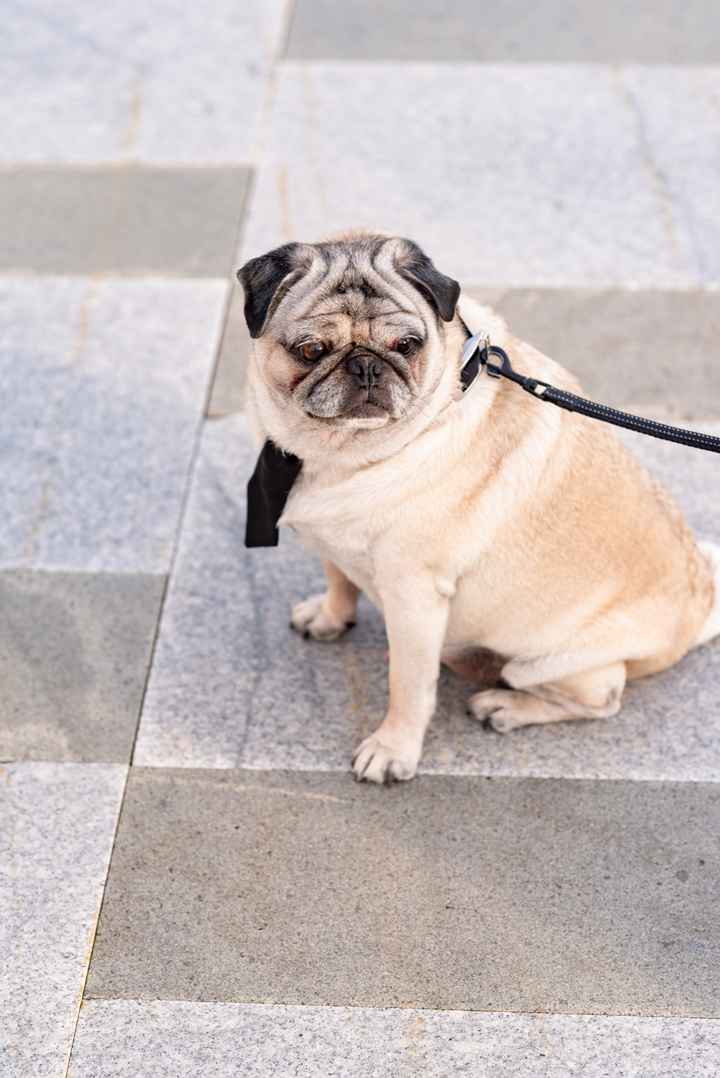 Engagement Photo Red Carpet - Who/What Did You Wear? - 1