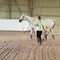 Rebecca