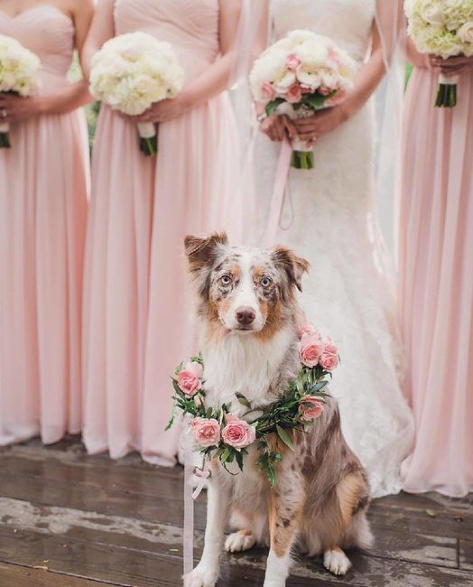 Animal Lover Brides! How are you including you pets in your wedding? 7