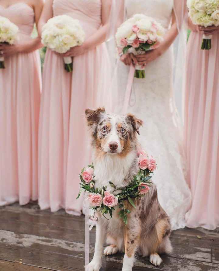 Animal Lover Brides! How are you including you pets in your wedding? - 1