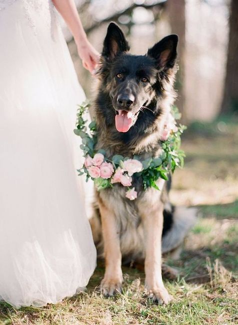 Dog Wedding outfit