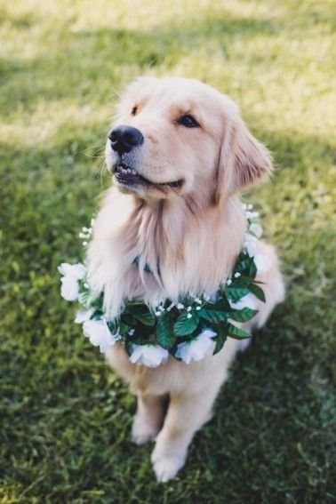 Dog Wedding outfit