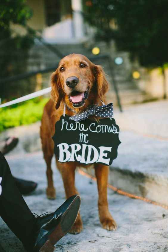 Dog Wedding outfit 