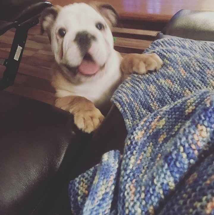 We got a puppy! - 1