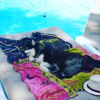 Our Pup as requested :)