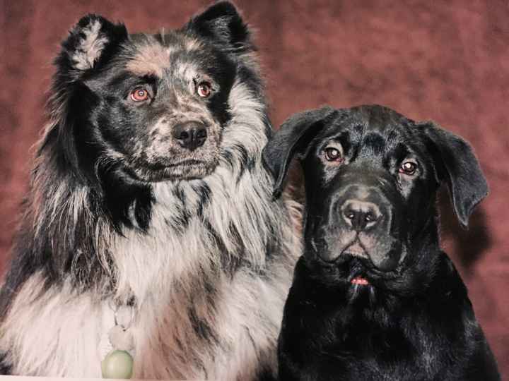 Pet inclusion? - 1