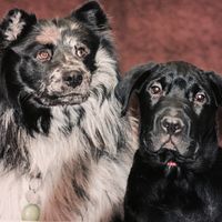 Pet inclusion? - 1