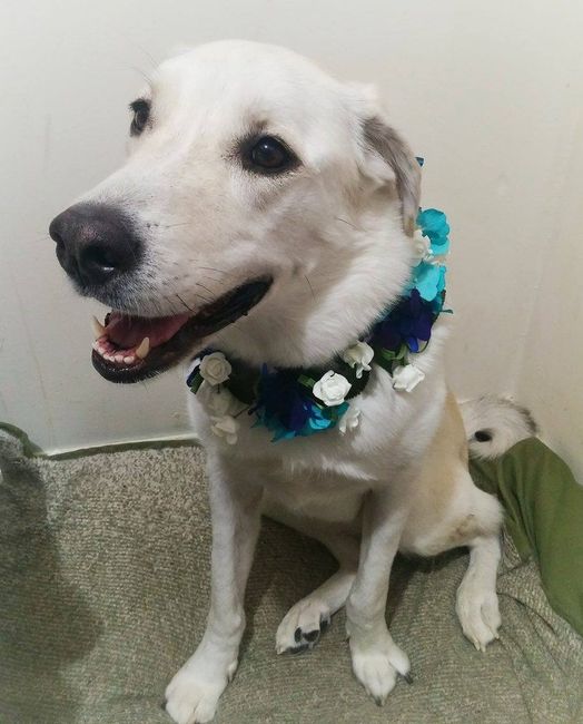My Dog Happy & Her Floral Collar