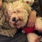Phoebe