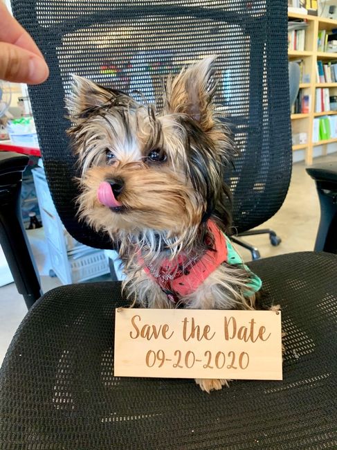 Yorkie puppy in training to be a ring bearer! 3