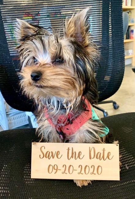 Yorkie puppy in training to be a ring bearer! 4