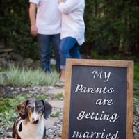 Bentley our ring bearer 