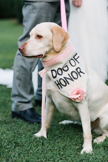 Dog of Honor