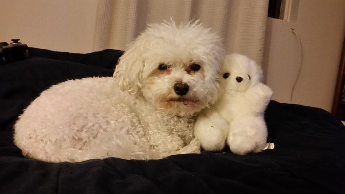 Wedding guest: My dog - 1
