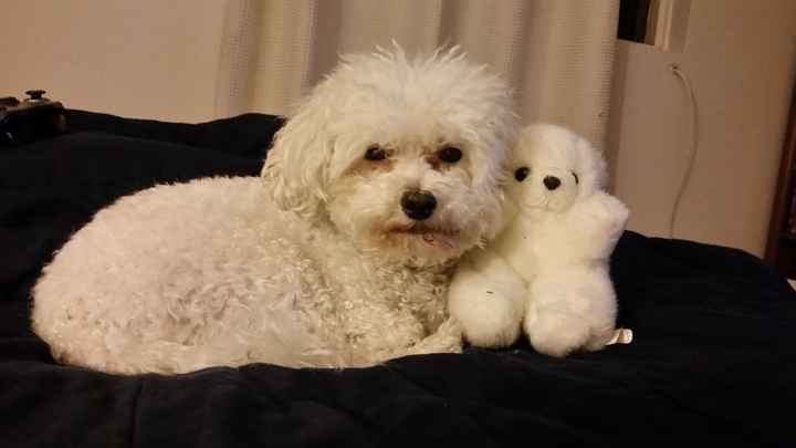 Wedding guest: My dog - 1