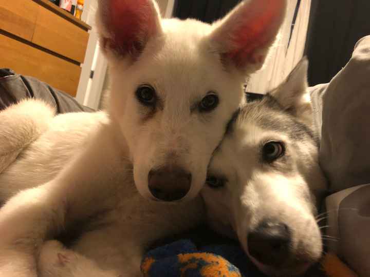 Pet inclusion? - 1