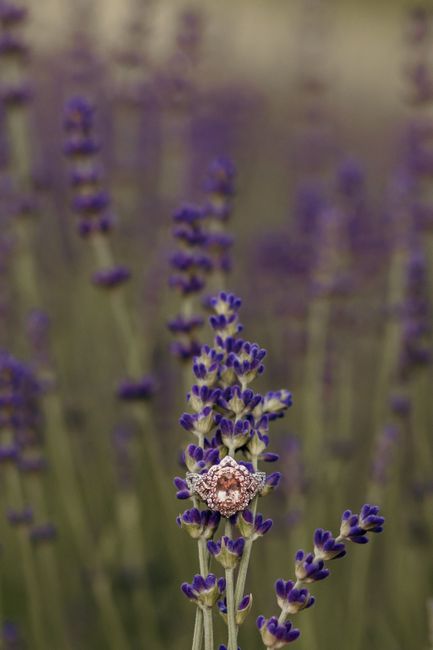 Brides of 2024 - Let's See Your Ring! 8