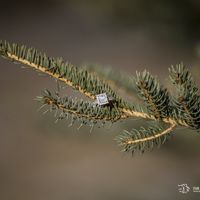My ring