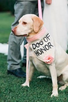 Dog of Honour