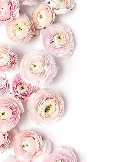 Ranunculus Pink Flower