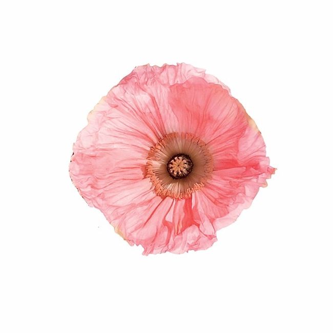 Icelandic Poppy Pink Flower