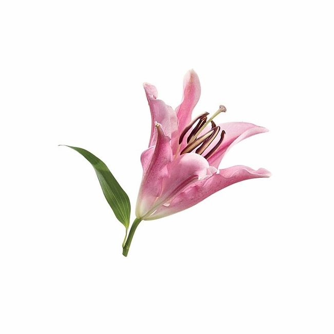 Oriental Lily Pink Flower