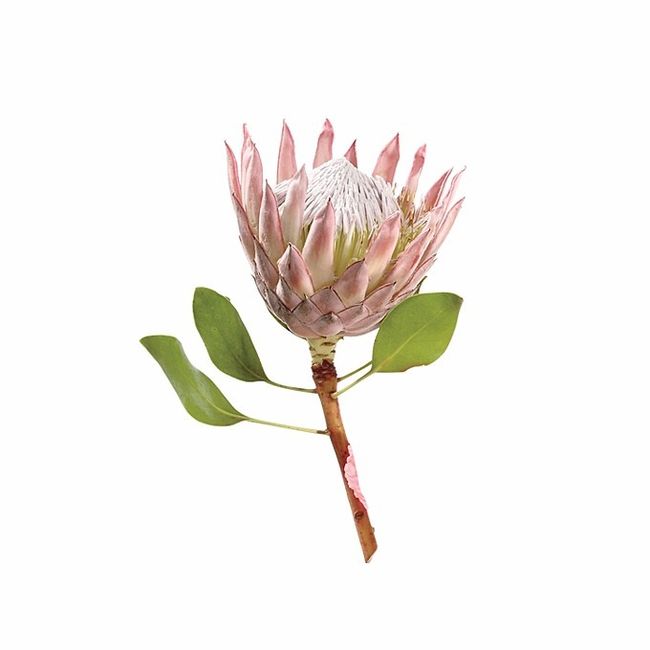 Queen Protea Pink Flower