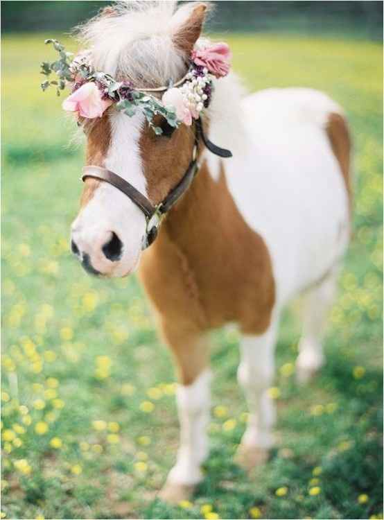 2. Cute poney