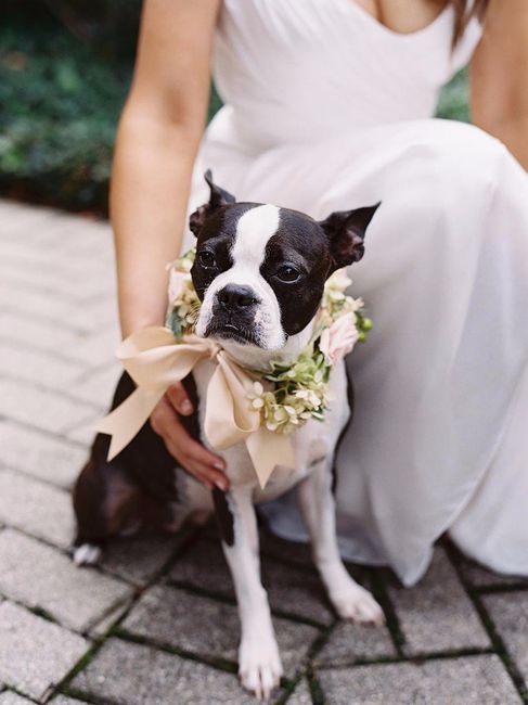 Bow and Flower Collar