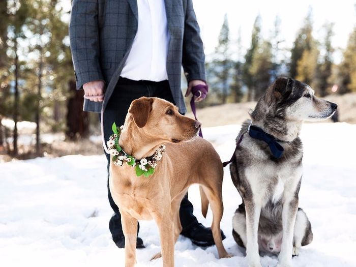 Winter Flower Collar