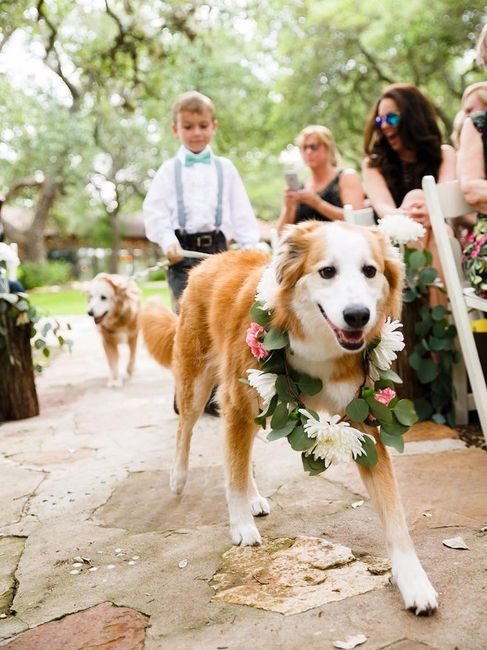 Ring Bearer Flower Collar