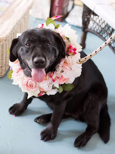 Lovely Pup Flower Collar