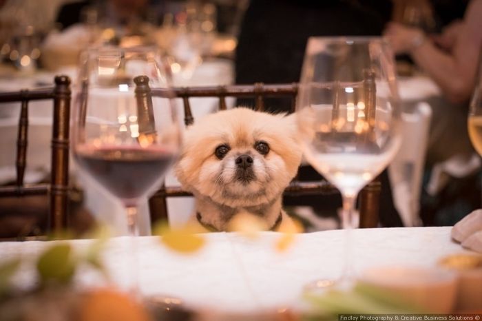 will this dog be your guest?