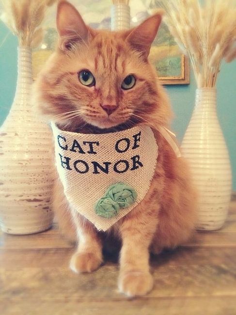 Cat of honor