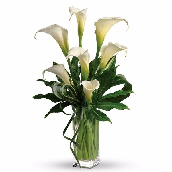 Calla Flowers